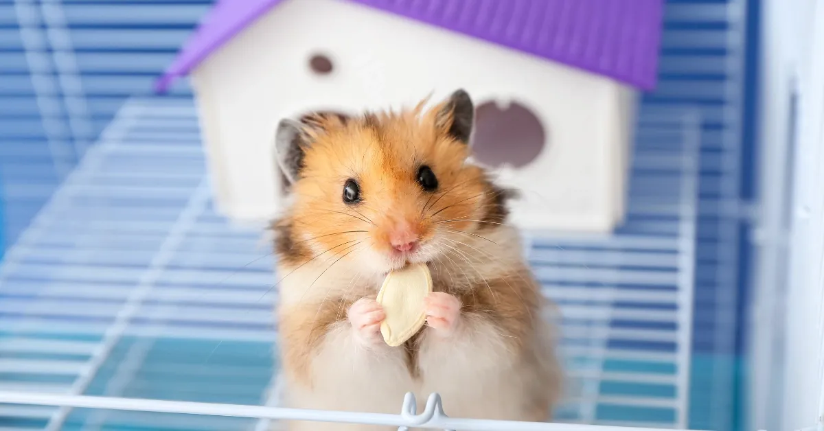 Cute Syrian hamster holding and eating a treat inside its cage with purple house, representing common small pets that may require emergency veterinary care at a walk-in animal hospital in Ottawa.