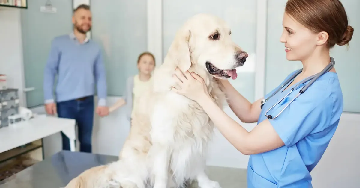 Walk-In Emergency Animal Hospital