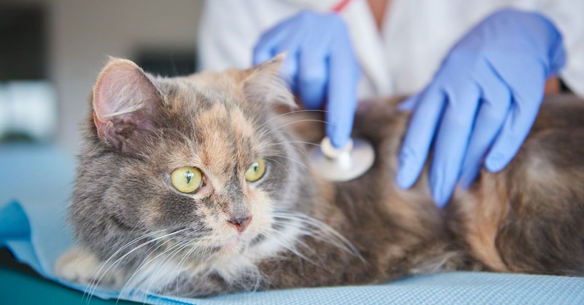Triage Ottawa Walk-In Animal Hospital