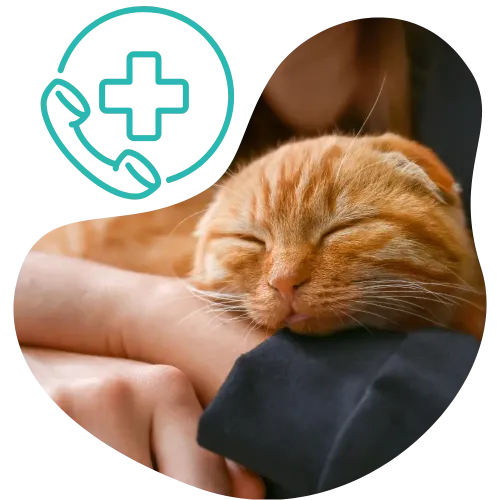 Pet euthanasia Ottawa