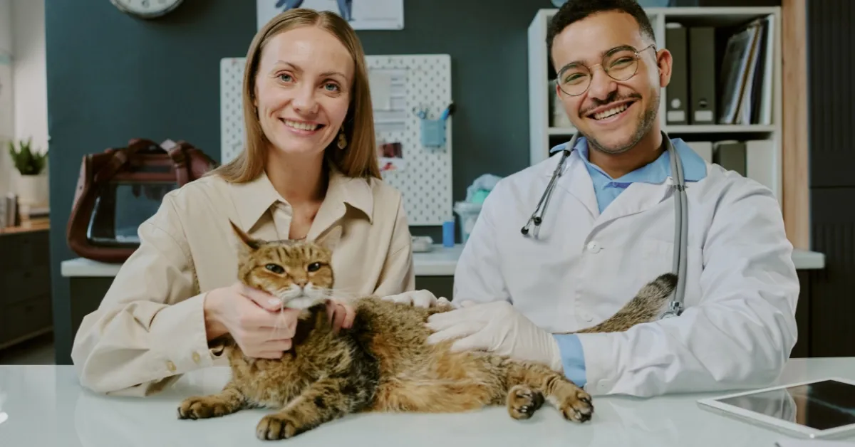 Emergency veterinarian examining a cat while the pet owner seeks urgent care at an Ottawa walk-in animal hospital.