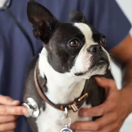 Animal medical assessment Ottawa