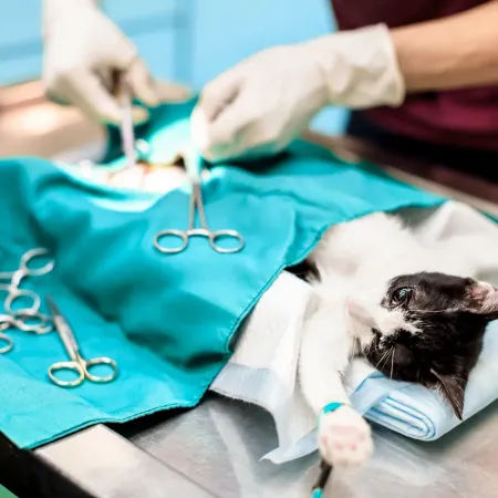 Animal surgery Ottawa