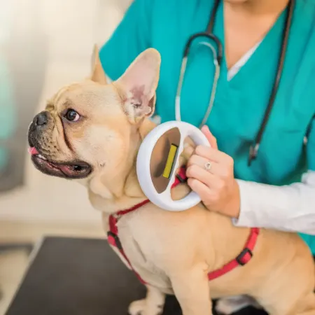 Animal microchip identification Ottawa