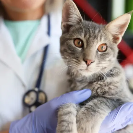 Animal emergency care Ottawa