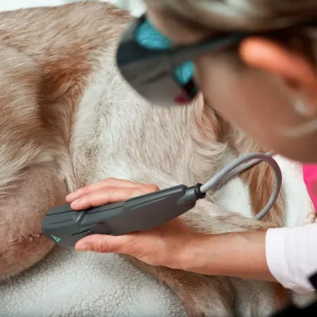 Animal laser therapy Ottawa