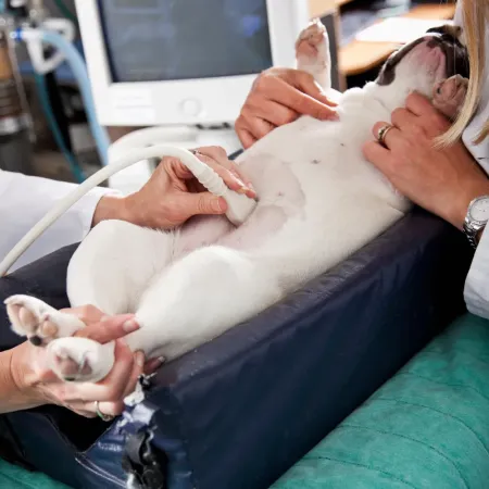 Animal ultrasound imaging Ottawa