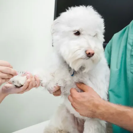 Animal laboratory Ottawa